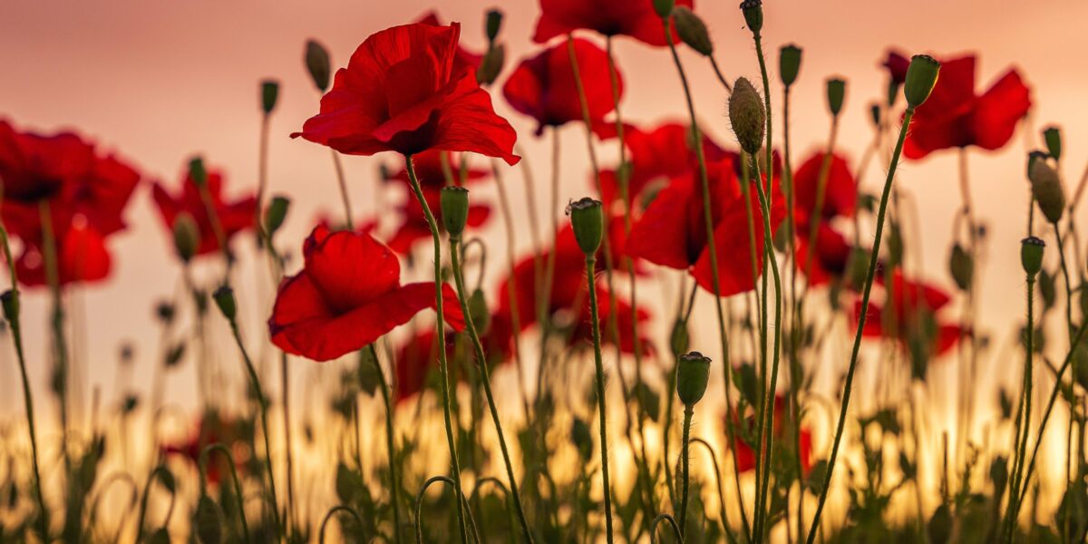 A field of poppies during sunset
